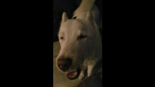 Husky Protests Bedtime In Truly Epic Fashion