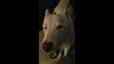 Husky Protests Bedtime In Truly Epic Fashion