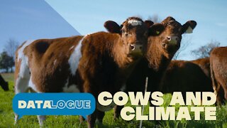 How To Shrink Cows’ Huge Carbon Footprint