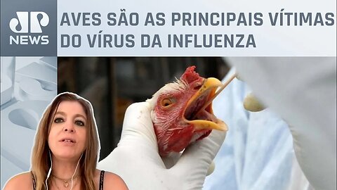 Quais os riscos da gripe aviária à saúde dos humanos? Infectologista responde
