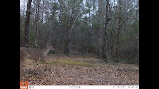 2021 Deer Cameras