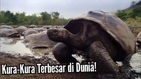 Inilah Galapagos Tortoise, Spesies Kura-kura Terbesar di Dunia!