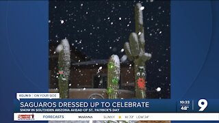 Saguaros dressed up to celebrate snow in the Old Pueblo ahead St. Patrick's Day