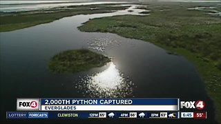 2,000th Python captured in Everglades