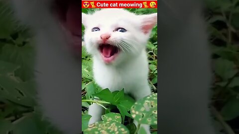 Cat Meowing🌹🐈🐈🌹|Cat Sound| Cute Cat Videos #shorts #cat #cats #dog #puppy #catlover #catfunnyshorts