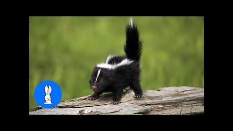 Baby Skunks Trying To Spray FOR the first time