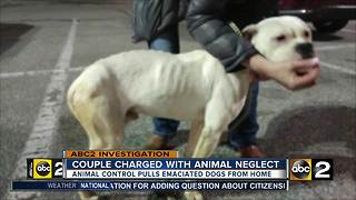 Kennel owners charged with 40 counts of animal cruelty