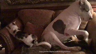 Funny Great Dane Ignores Cat Sitting on the Sofa