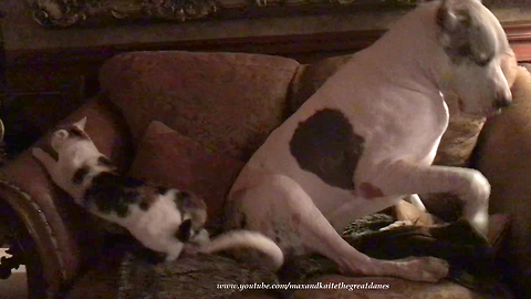 Funny Great Dane Ignores Cat Sitting on the Sofa