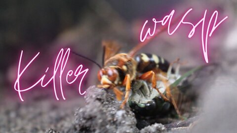 Amazing Animals Cicada Killer Wasp