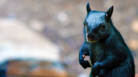 Inquisitive black squirrel visits my deck - close ups