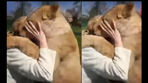 Two Lions cuddles up to the woman when they see after a long time