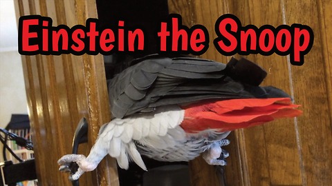 Curious parrot likes to snoop in kitchen cabinets