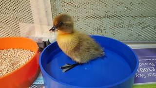Cute duckling takes his very first swim