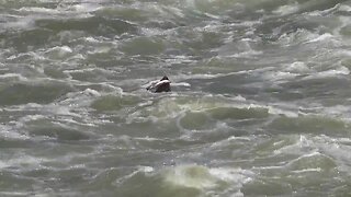 Sea Lion Eats Salmon