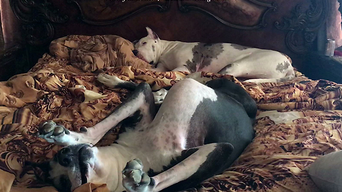 Lazy Great Danes Don't Want To Get Out Of Bed