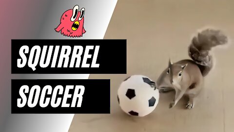 Squirrel soccer 😱