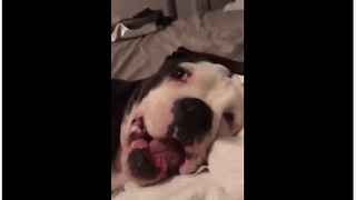 Guilty bulldog back talks his owner