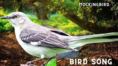 Mockingbird Bird Sound, Bird Song, Bird Call, Bird Calling Chirps, Listen Birds Chirping Melody