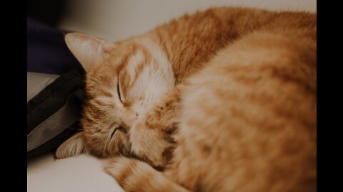 Sleeping Cat :3