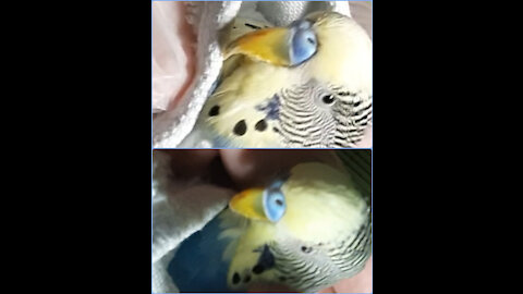 Parrot's big beak trimming