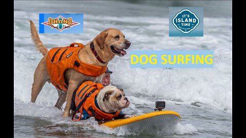 Ohana Surf Dog Surfing Competition Galveston Beach Texas by Ohana Surf & Skate Drone Video