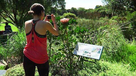 SOUTH AFRICA - Cape Town - Kirstenbosch National Botanical Garden (Video) (fcz)