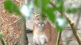 'Scariest thing that's ever happened to me': Cougar stalks hiker on B.C. trail
