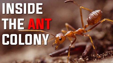 INSIDE THE ANT COLONY | ANTS | INSECTS | FACTS ABOUT ANTS | ANTS LIFE