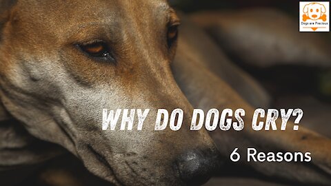 Reasons Why Dogs Cry At Night - Why Do Dogs Cry? - 6 Main Causes