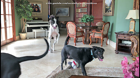 Great Danes Have Fun Sharing Toys With Their Dog Friends