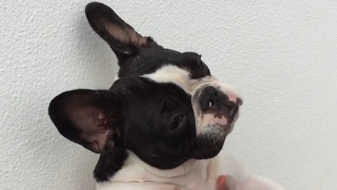 Do dogs really understand human language??? How cool is this video?