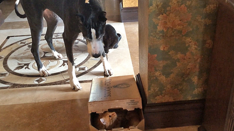 Katie the Great Dane talks and traps Jack the cat in a box