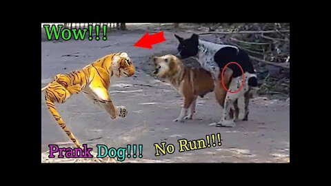 Wow Nice Fake Tiger Prank Dog..! Dog Run Very Funny Prank Video 2021