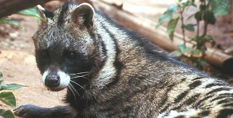 Animal that has the most expensive poop - Civet