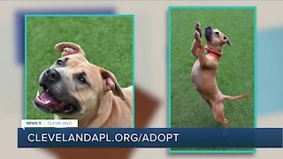 Cleveland APL pet of the weekend: 4-year-old Zuri