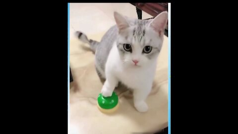 Cute Cat Pressing Bell To Order Its FOOD ! Really SMART!