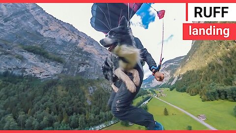 Watch this daring DOG leap off a 2,000ft cliff and parachute back down to earth