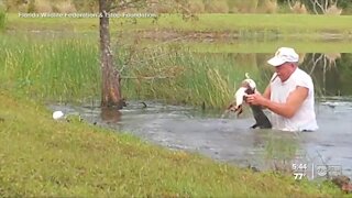 Cigar-smoking Florida man wrestles puppy from jaws of alligator