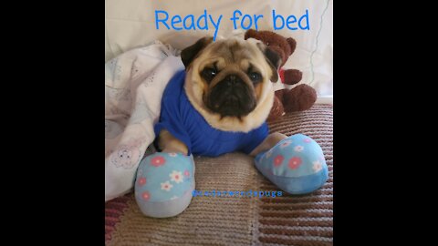 Mo the Pug Getting Ready for Bed