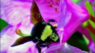IECV NV #38 - 👀 Bumble Bee On The Flowers 🐝5-24-2014