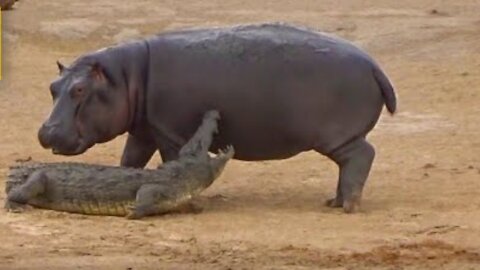 Young Hippo Tries to Play With Crocodile