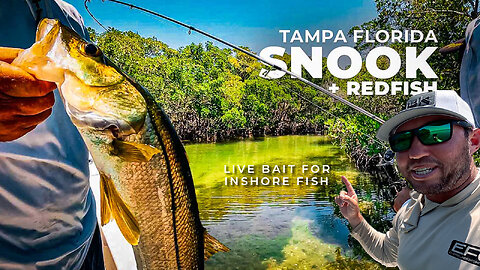 Mangroves LOADED WITH SNOOK in Tampa Fishing Tips for Picky Fish Hook and Leader Setup w/ Live Bait