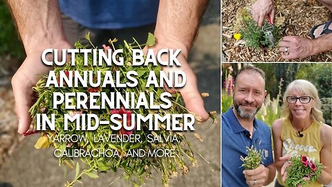 ✂ Cutting Back Annuals and Perennials in Summer ✂ "August Audience Challenge" Topic