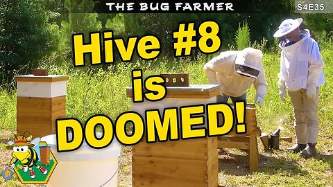 Fixing a Weak Beehive | Bee Yard Maintenance | HISEA Boots Update #beekeeping #bees #beekeeping101