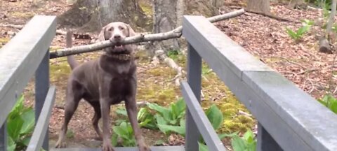 Dog Thinks Through A Problem watch till end