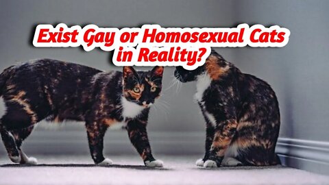 Exist Gay or Homosexual Cats in Reality?