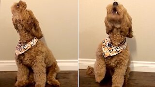 Puppy challenges owner to adorable howling contest