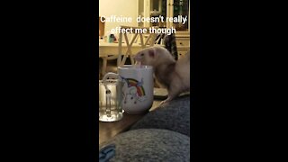 Ferret and coffee