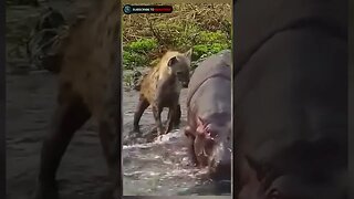 Hyenas attack on alive hippo